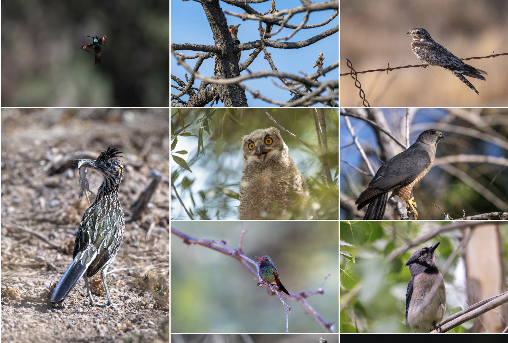 Birding photography demo